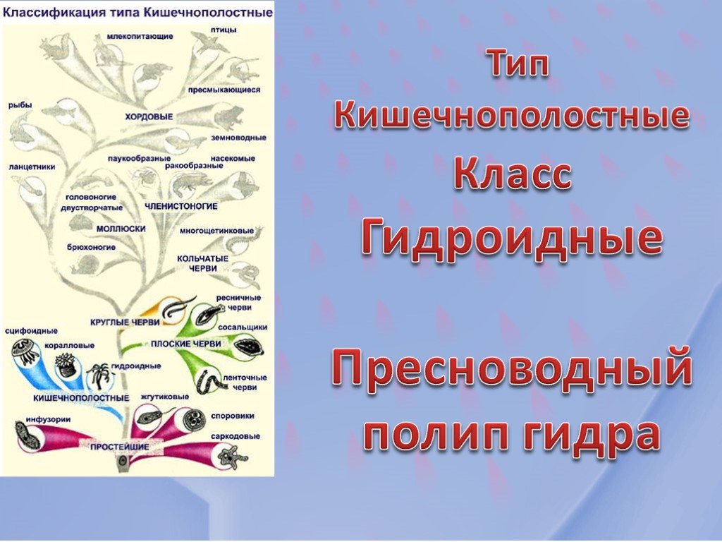 Ссылка на кракена для тора