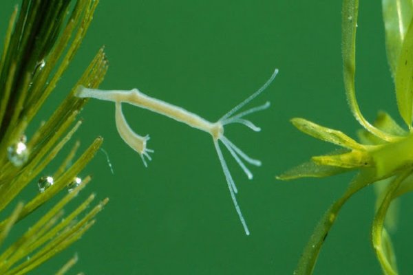 Kra43.at