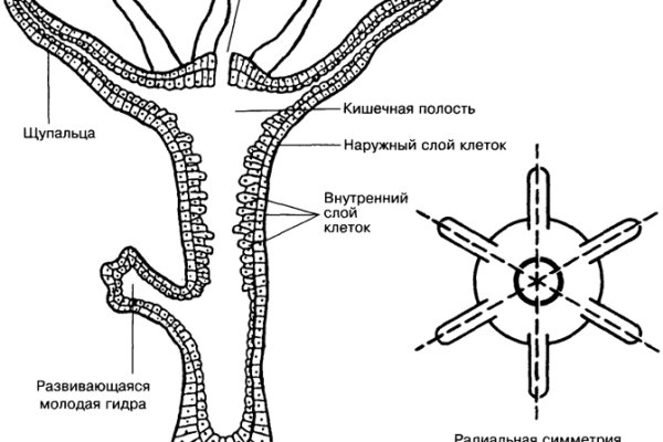 Войти в кракен