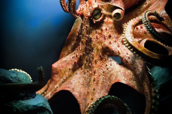 Kraken домен