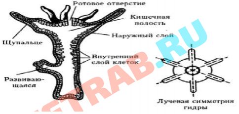 Модератор на кракене